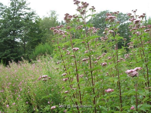 2007 08 Mare aux canes 12